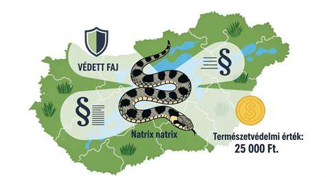 Kertburkolati deka vagy jelenet ábrázoló infografika