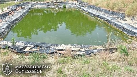 Tófólia lerakása kerti tóba