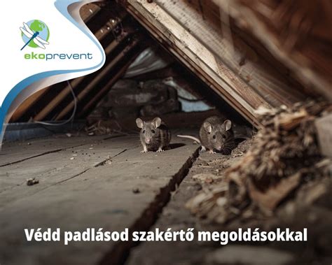 Darazsfészek egy padláson