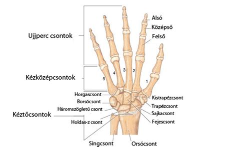 Az emberi kéz csontjai és ízületei
