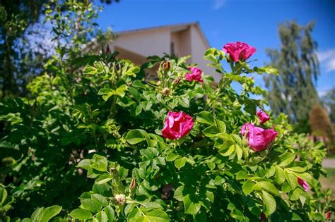 Szúrós növények, mint például rózsák, a térkő szegélyén