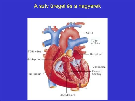Az egészséges szív és érrendszer szimbóluma