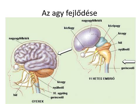 Az oromszegély felépítése és funkciói