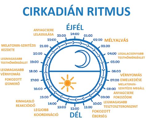 Cirkadián ritmusok és genetikai szabályozás