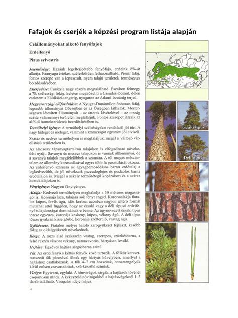 különböző fafajok mintázatai