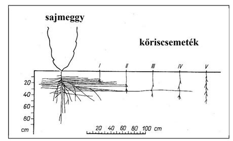 Talajrétegek illusztrációja