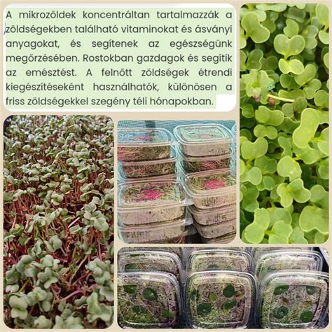 Zöldségekkel teli veteményes
