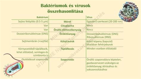 kádformák és méretek vizuális összehasonlítása