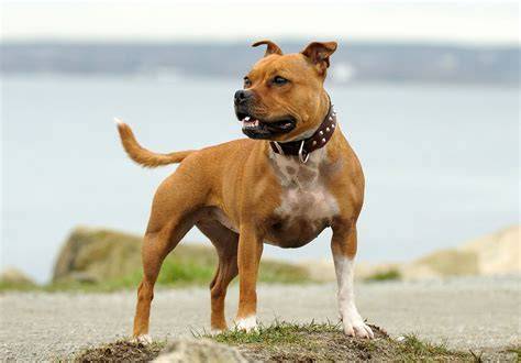 Pit bull, staffordshire közös történet és elnevezések