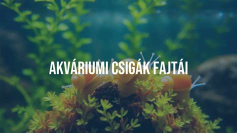 Akváriumi talajrétegek felépítése