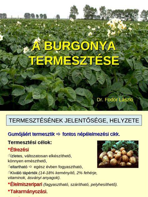 burgonya öntözéses termesztése
