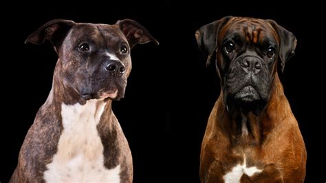 boxer vs fecskealsó vizuális áttekintés