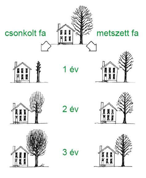 csonkolt családfa forrása és helyszínek vizsgálata