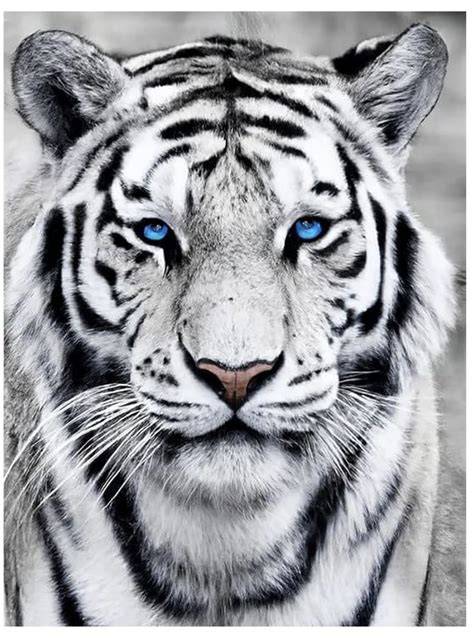 Fehér tigris motívum faldekoráció