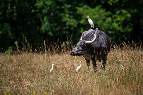 Magyar bivalyok legelnek a Kis-Balatonon